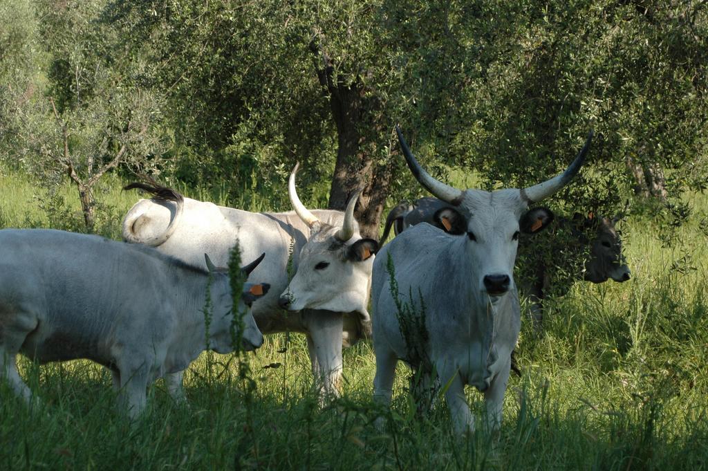 Agriturismo Bio Le Macchie Alte Manciano Exterior foto
